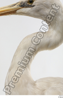 Stork  2 neck 0001.jpg
